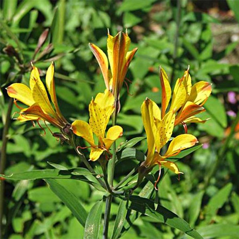 Alstroemeria Sweet Laura (Flowering)