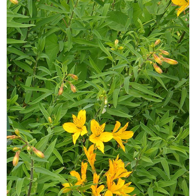 Alstroemeria aurantiaca (Foliage)