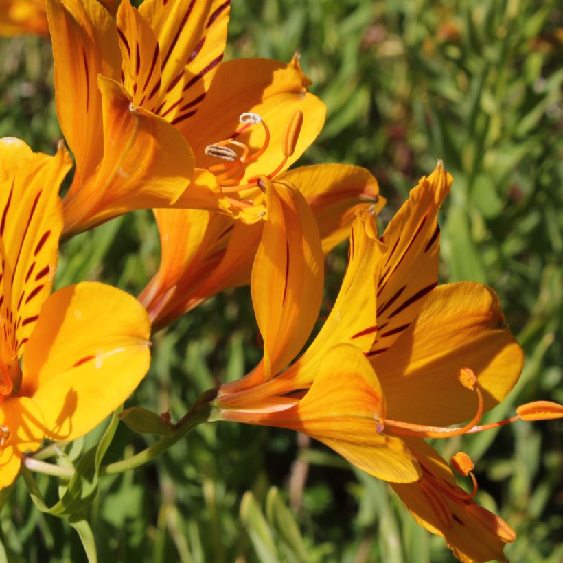 Alstroemeria aurantiaca (Flowering)