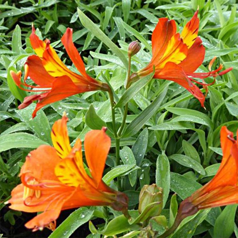 Alstroemeria aurantiaca Orange King (Flowering)