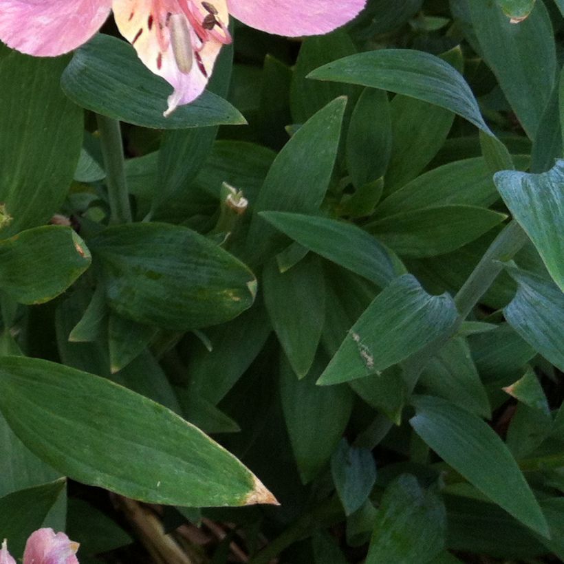 Alstroemeria Ligtu Hybrid (Foliage)