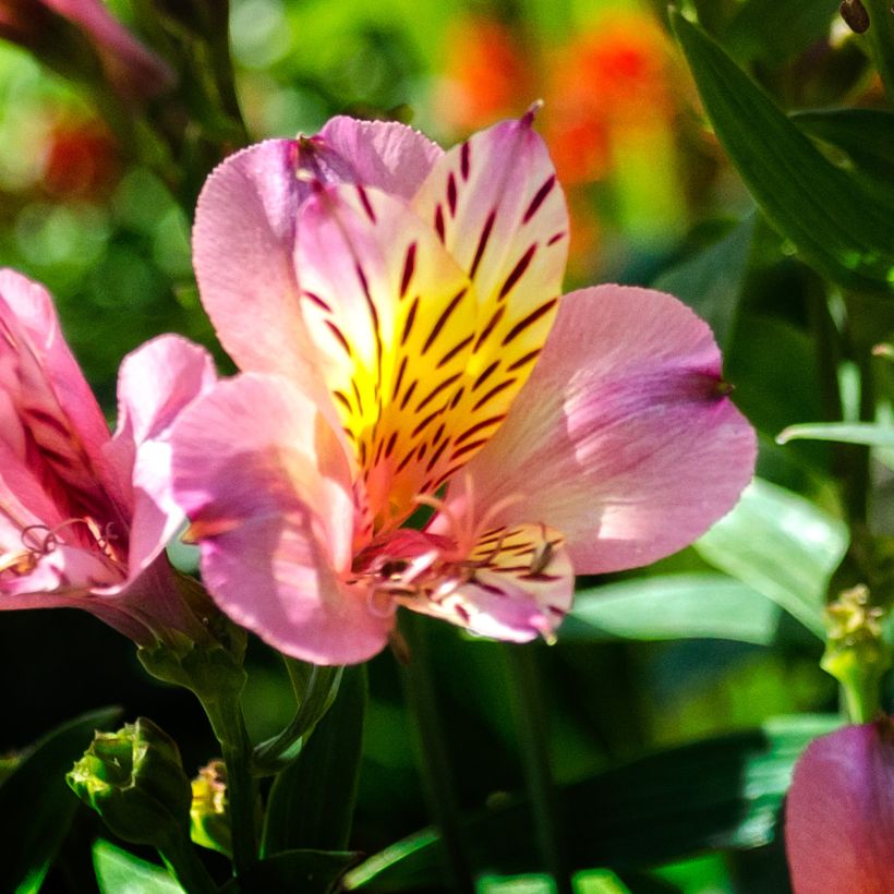 Alstroemeria Ligtu Hybrid (Flowering)