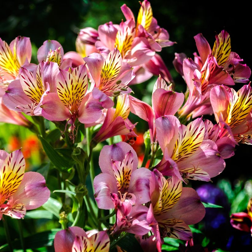 Alstroemeria Ligtu Hybrid (Plant habit)