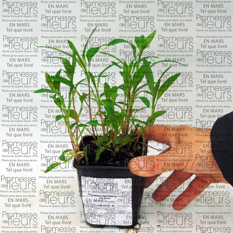 Example of Alstroemeria Ligtu Hybrid 8/9 cm pot specimen as delivered