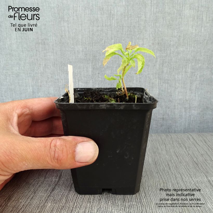 Alstroemeria psittacina 8/9 cm pot sample as delivered in summer