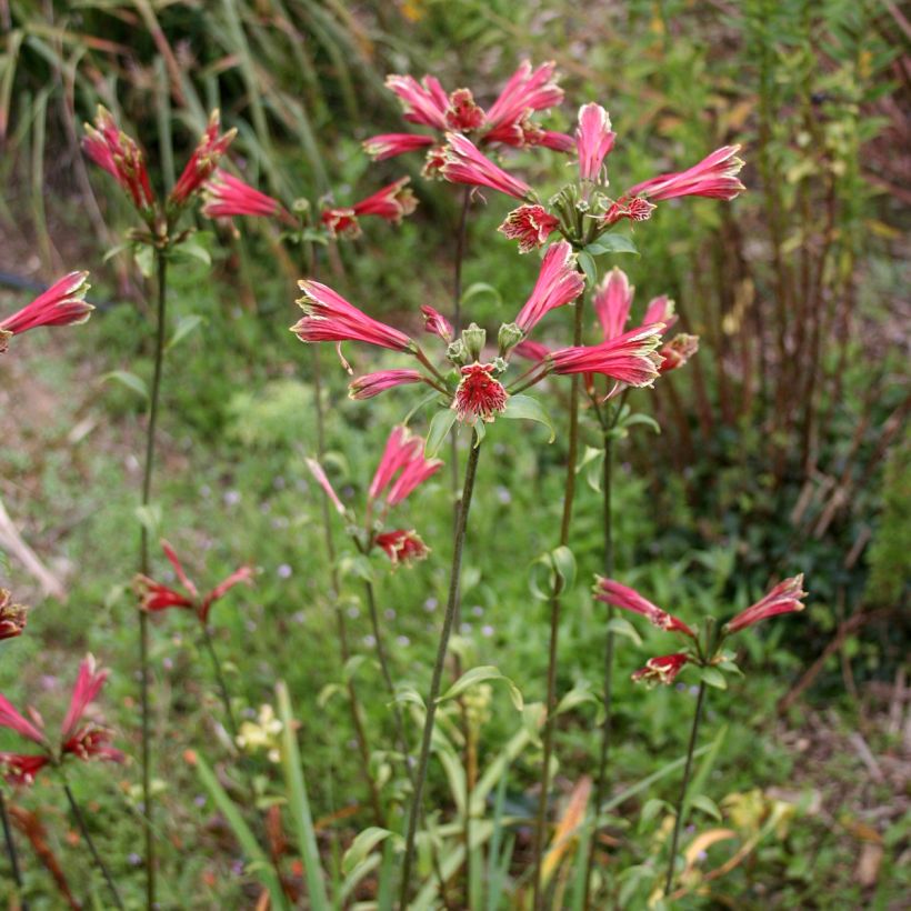 Alstroemeria psittacina (Plant habit)