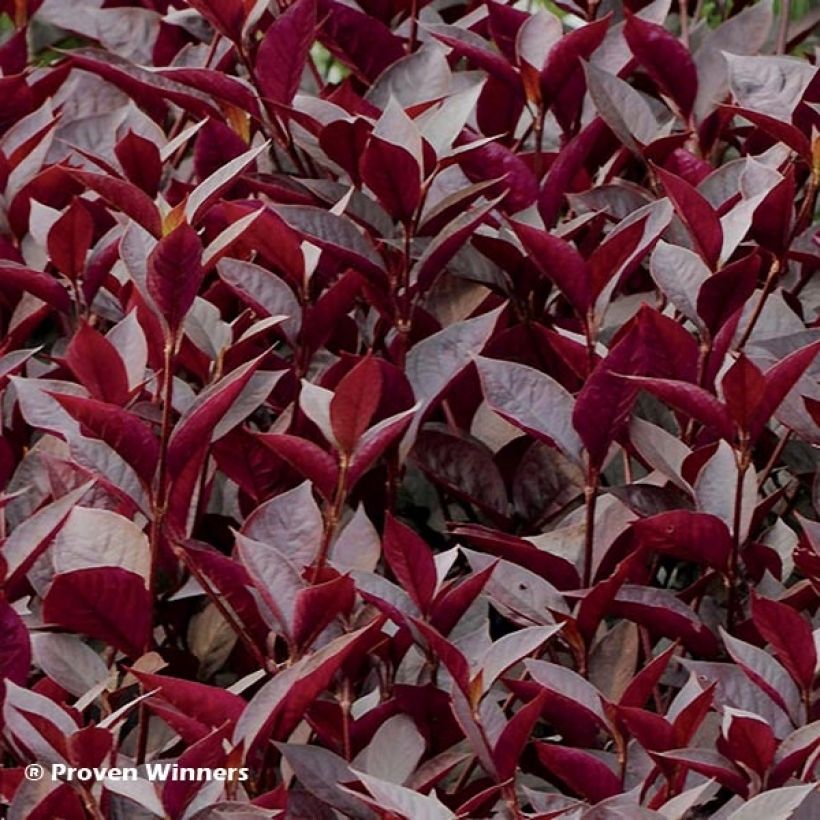 Alternanthera Purple Knight - Joseph's Coat (Foliage)