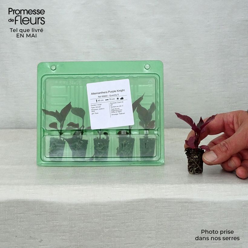 Alternanthera Purple Knight - Joseph's Coat Plug plant 3/4cm sample as delivered in spring