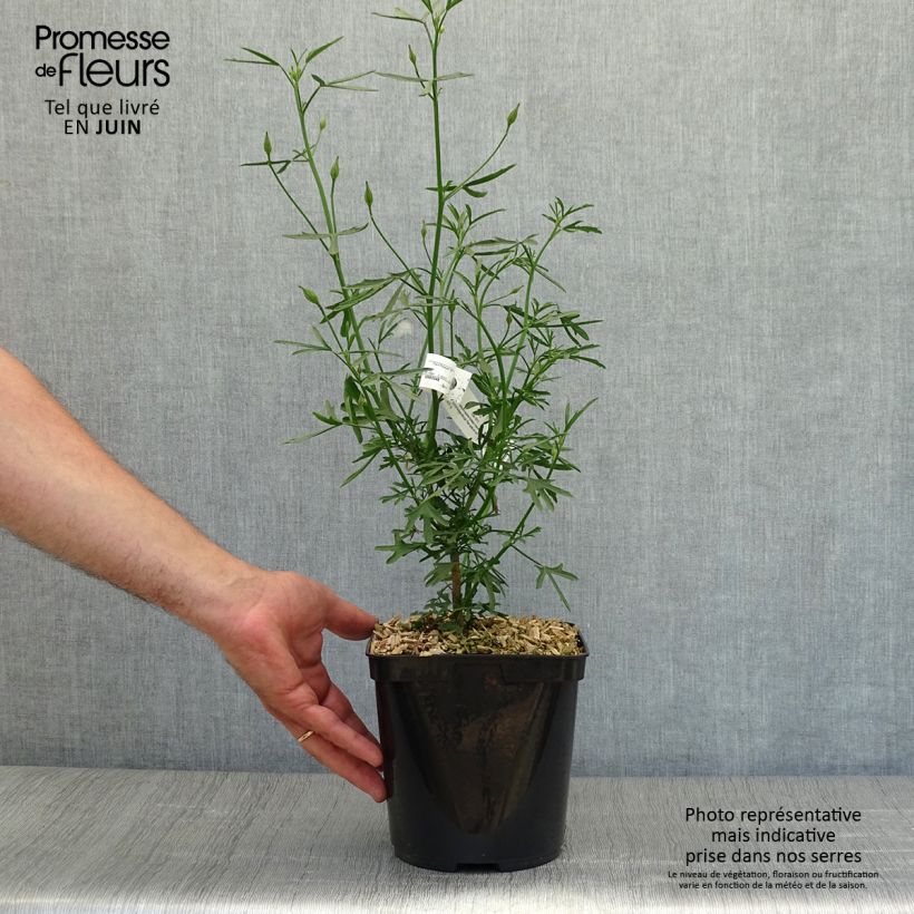 Alyogyne huegelii Delightfully 4L/5L pot sample as delivered in summer
