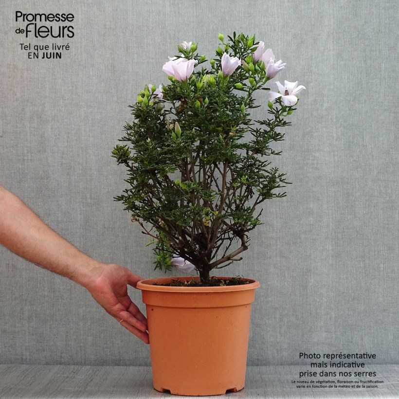 Alyogyne cuneiformis 3L/4L pot sample as delivered in summer