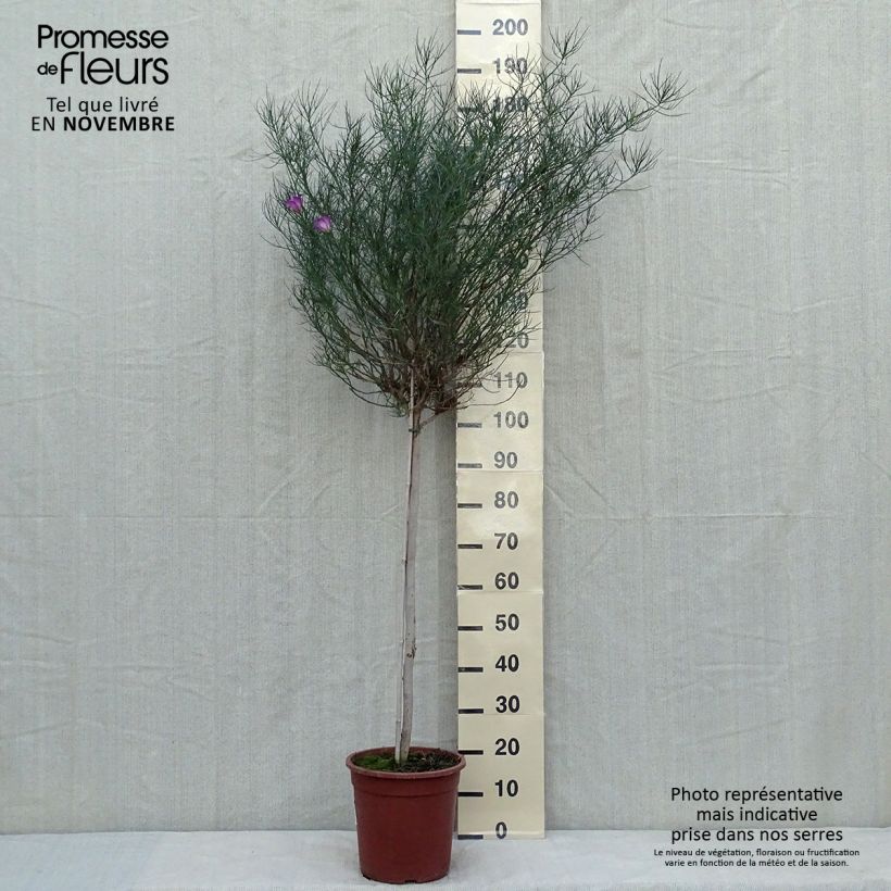 Alyogyne hakeifolia Melissa Anne 7.5L/10L pot sample as delivered in autumn