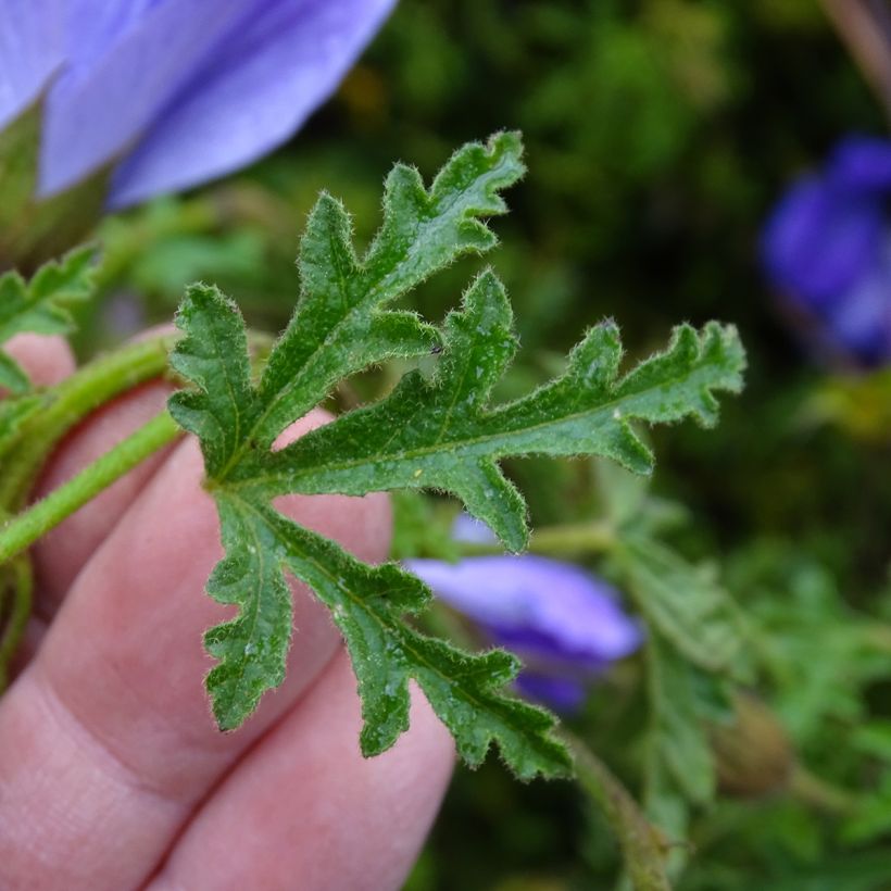 Alyogyne huegelii (Foliage)