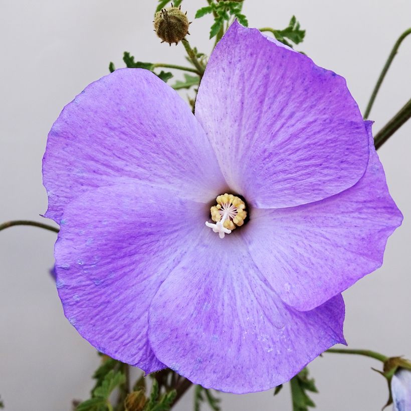 Alyogyne huegelii (Flowering)