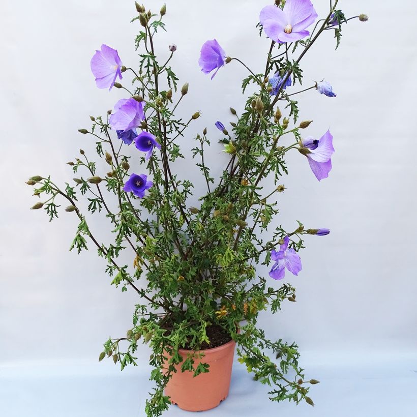 Example of Alyogyne huegelii 3L/4L pot specimen as delivered