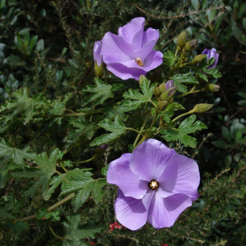 Alyogyne huegelii Santa Cruz (Plant habit)