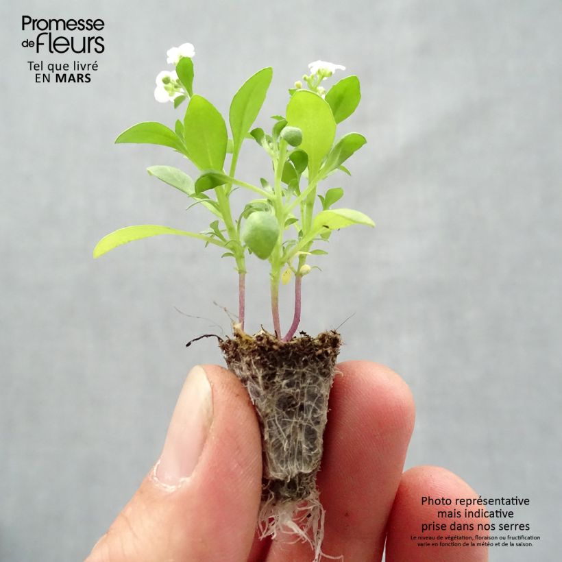 Lobularia maritima Snow Crystals Plug plant 2.2cm x 2cm - Tray of 35 sample as delivered in spring