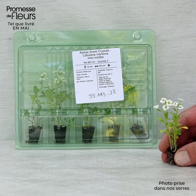 Lobularia maritima Snow Crystals Plug plant 1.5/2.5 cm sample as delivered in spring