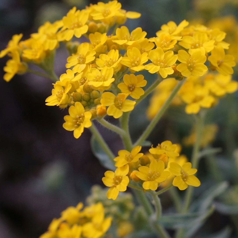 Alyssum argenteum (Flowering)