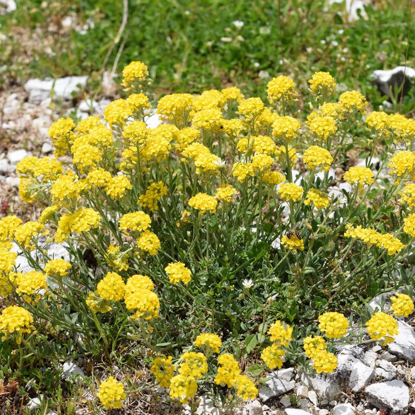 Alyssum montanum Berggold (Plant habit)