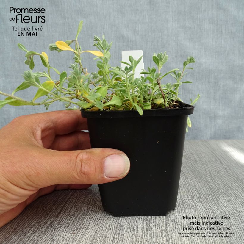 Alyssum montanum Berggold sample as delivered in spring