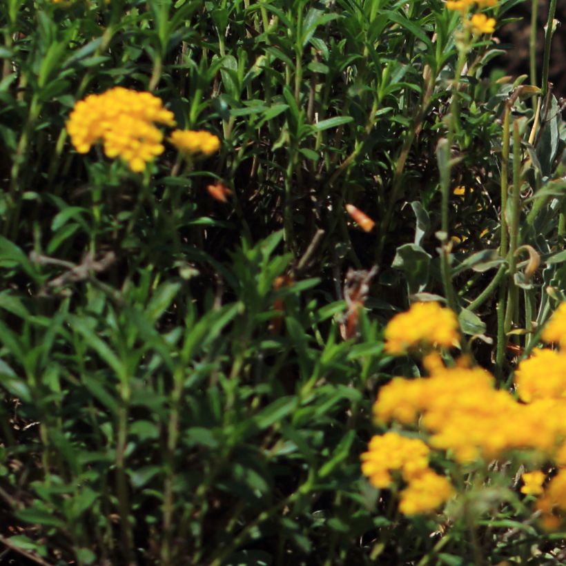 Alyssum saxatile Citrinum (Foliage)