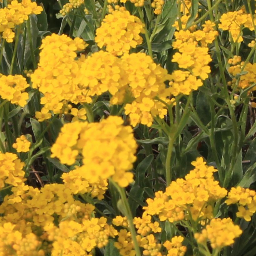 Alyssum saxatile Citrinum (Flowering)