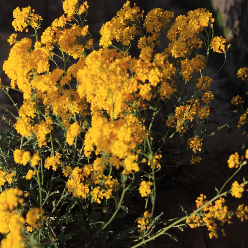 Alyssum saxatile Citrinum (Plant habit)