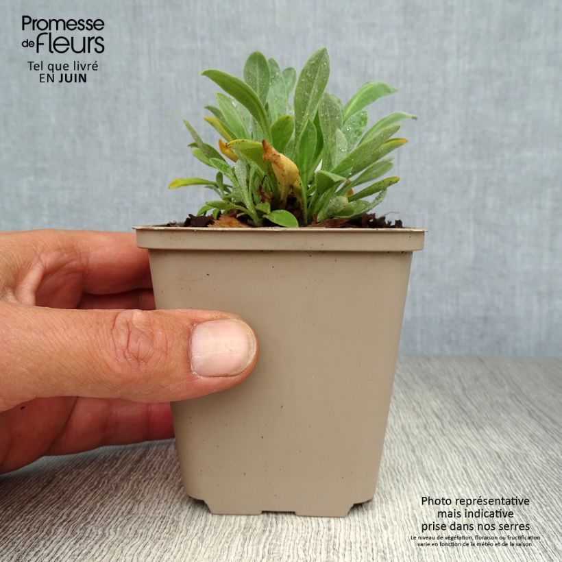 Alyssum saxatilis Goldkugel 8/9 cm pot sample as delivered in summer