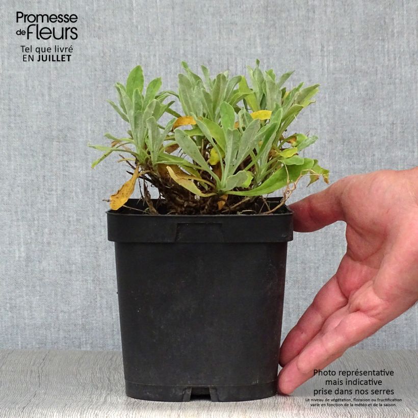 Alyssum saxatilis Goldkugel 2L/3L pot sample as delivered in summer