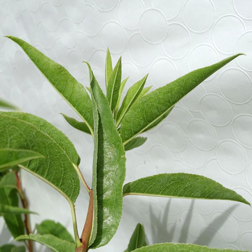 Ferragnes Almond Tree (Foliage)