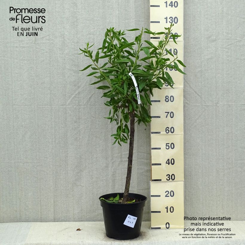 Ferragnes Almond Tree 7.5L/10L pot, Goblet sample as delivered in summer
