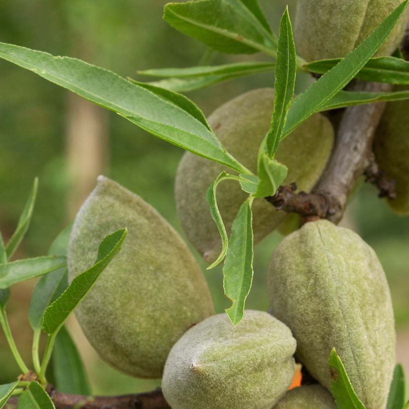 Prunus dulcis Princesse - Almond Tree (Foliage)