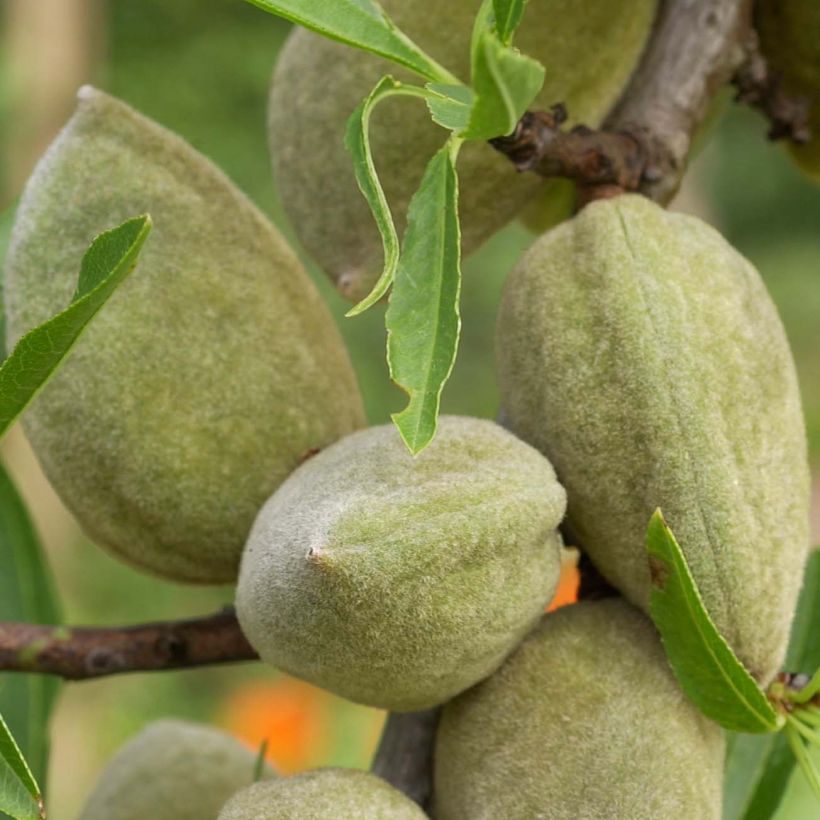 Prunus dulcis Princesse - Almond Tree (Harvest)