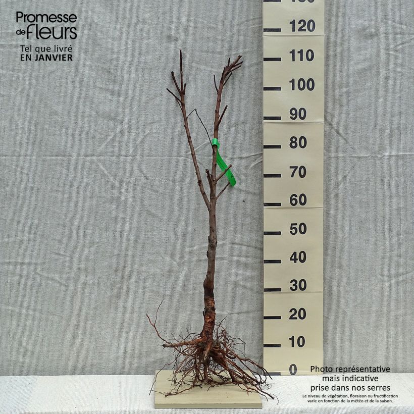 Prunus dulcis Princesse - Organic Almond Tree Bare root, Scion sample as delivered in winter