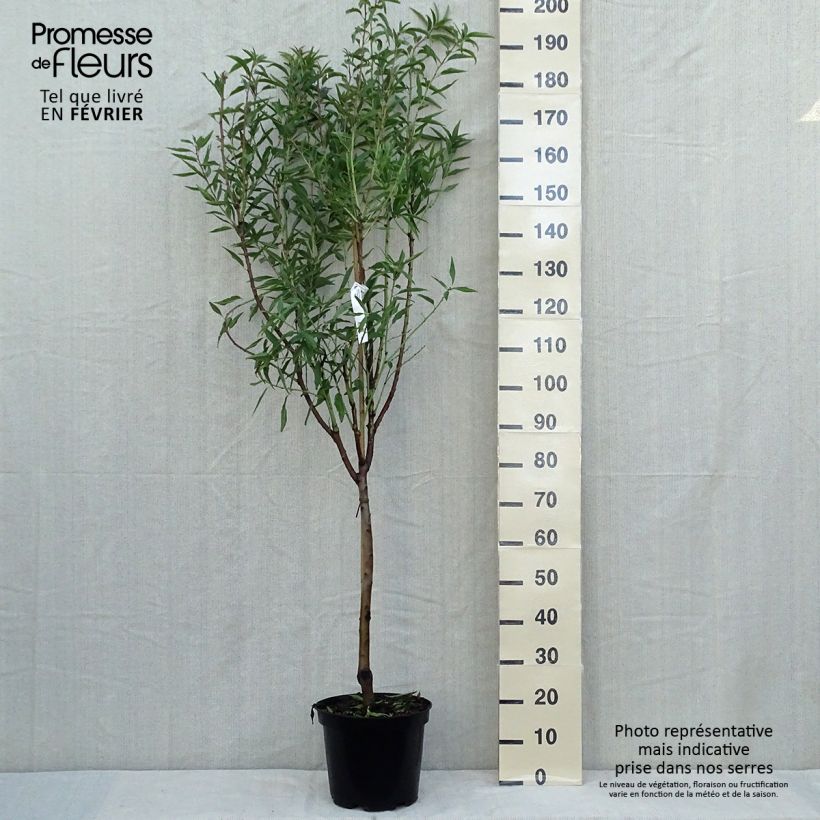 Prunus dulcis Princesse - Almond Tree 7.5L/10L pot, Goblet sample as delivered in autumn