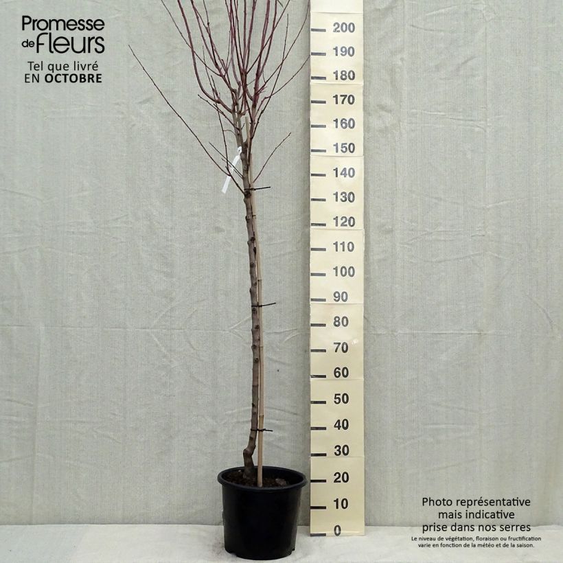 Prunus dulcis Supernova - Almond Tree sample as delivered in autumn