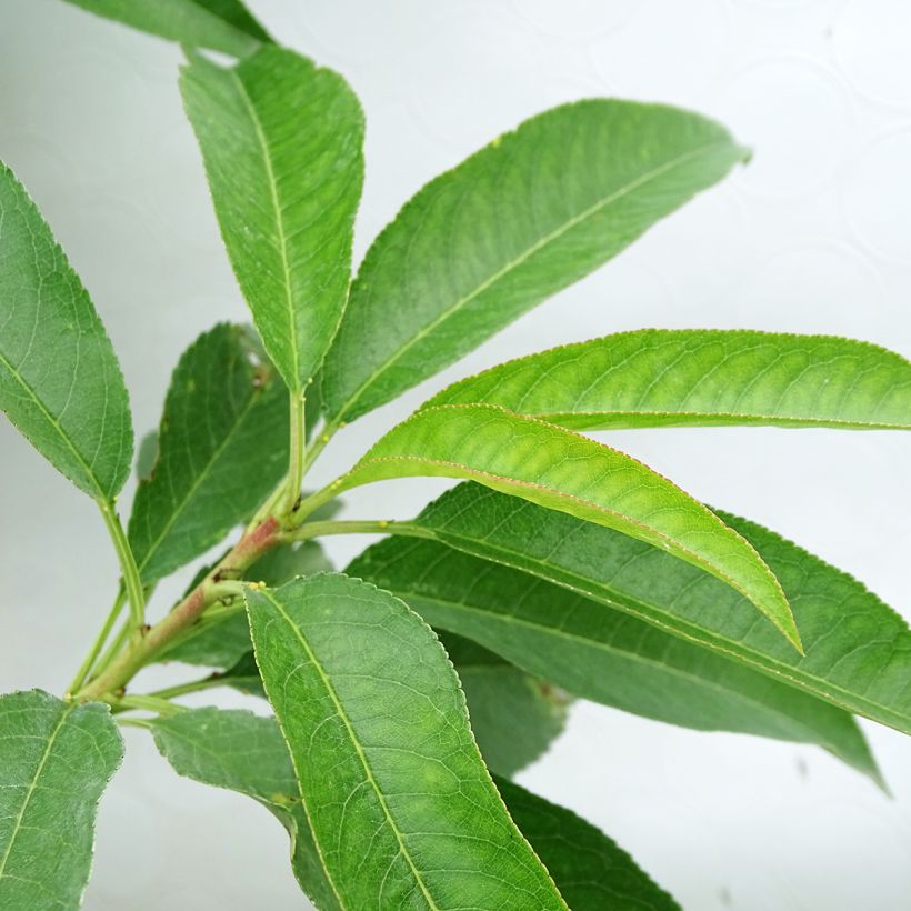 Prunus dulcis Texas - Almond Tree (Foliage)