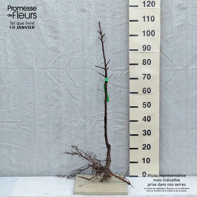 Prunus dulcis Texas - Organic Almond Tree Bare root, Scion sample as delivered in winter