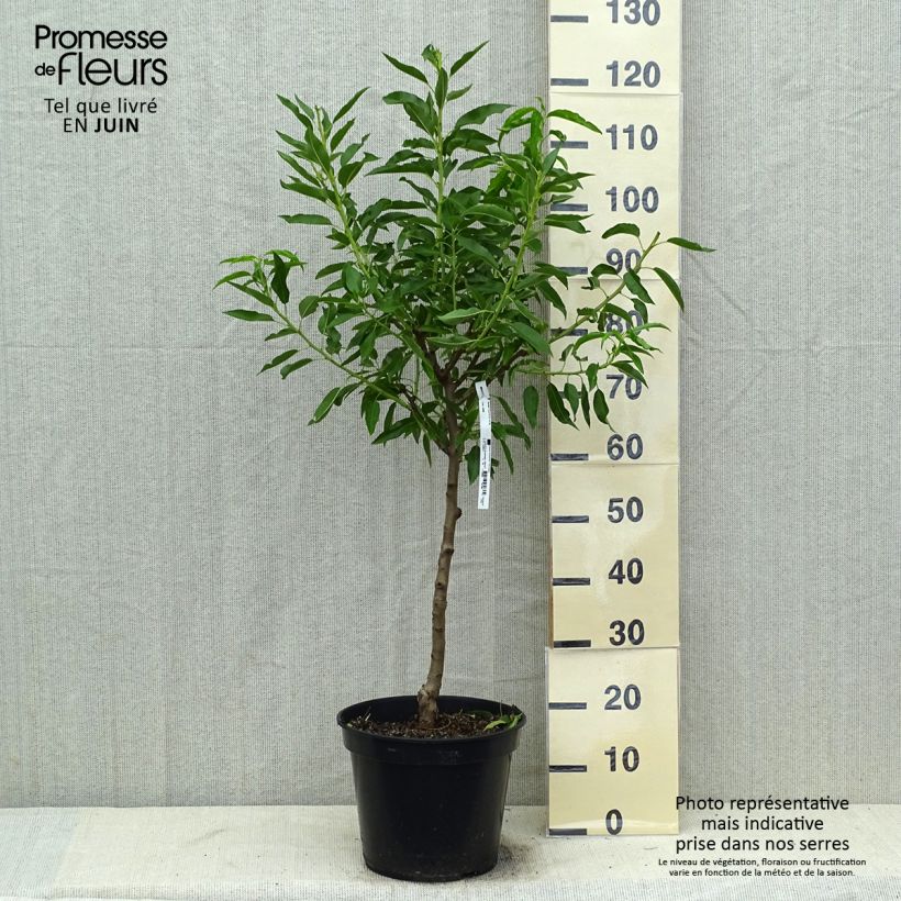 Prunus dulcis Texas - Almond Tree 7.5L/10L pot, Goblet sample as delivered in summer