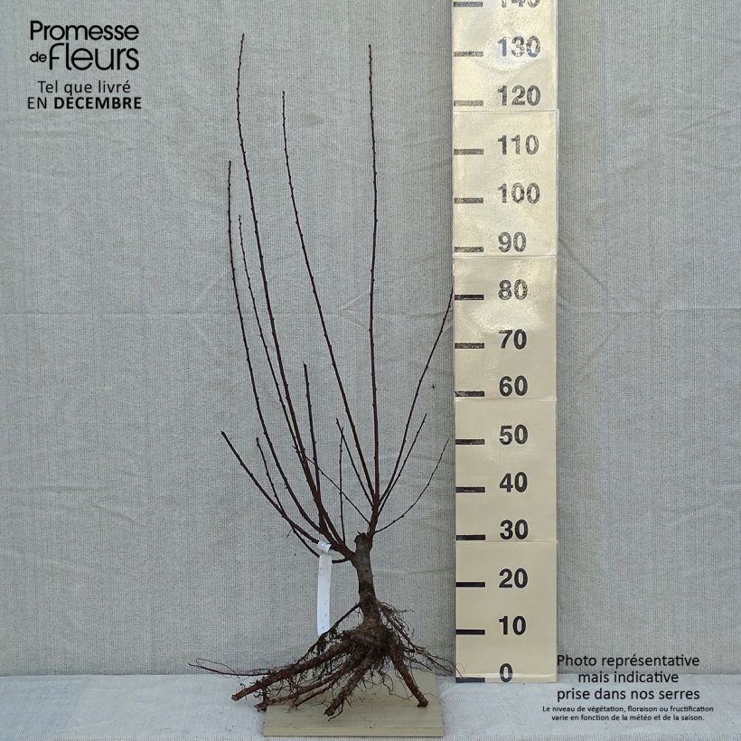 Prunus triloba - Flowering Almond Bare root sample as delivered in winter