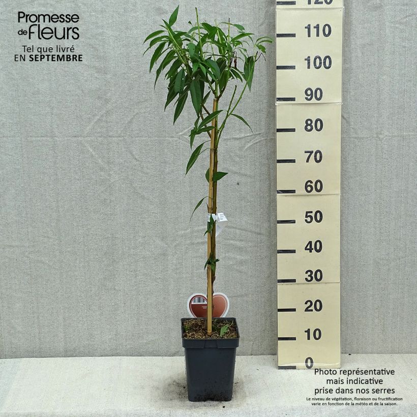 Common Almond Tree - Prunus dulcis 4L/5L pot, Bush 60cm sample as delivered in summer