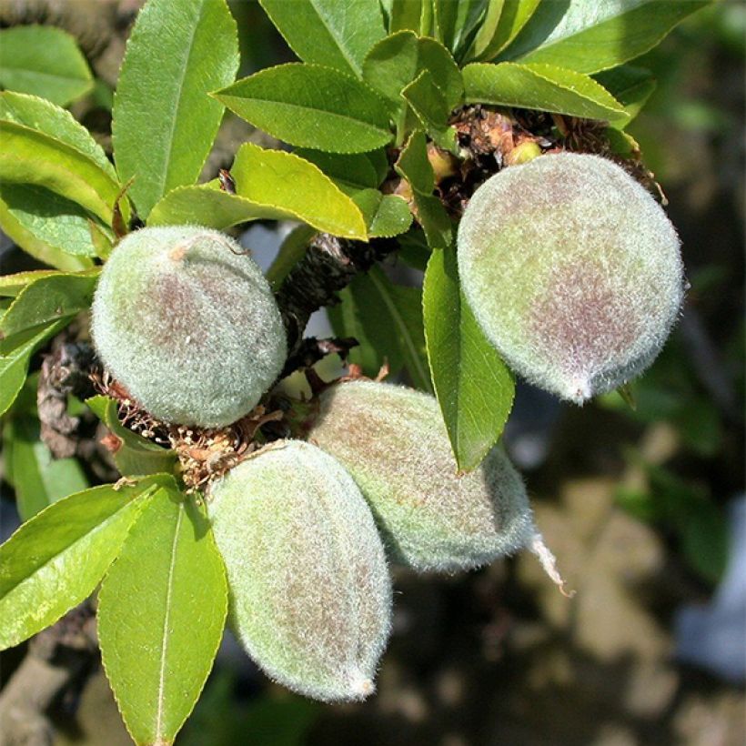 Dwarf Almond Garden Prince (Harvest)