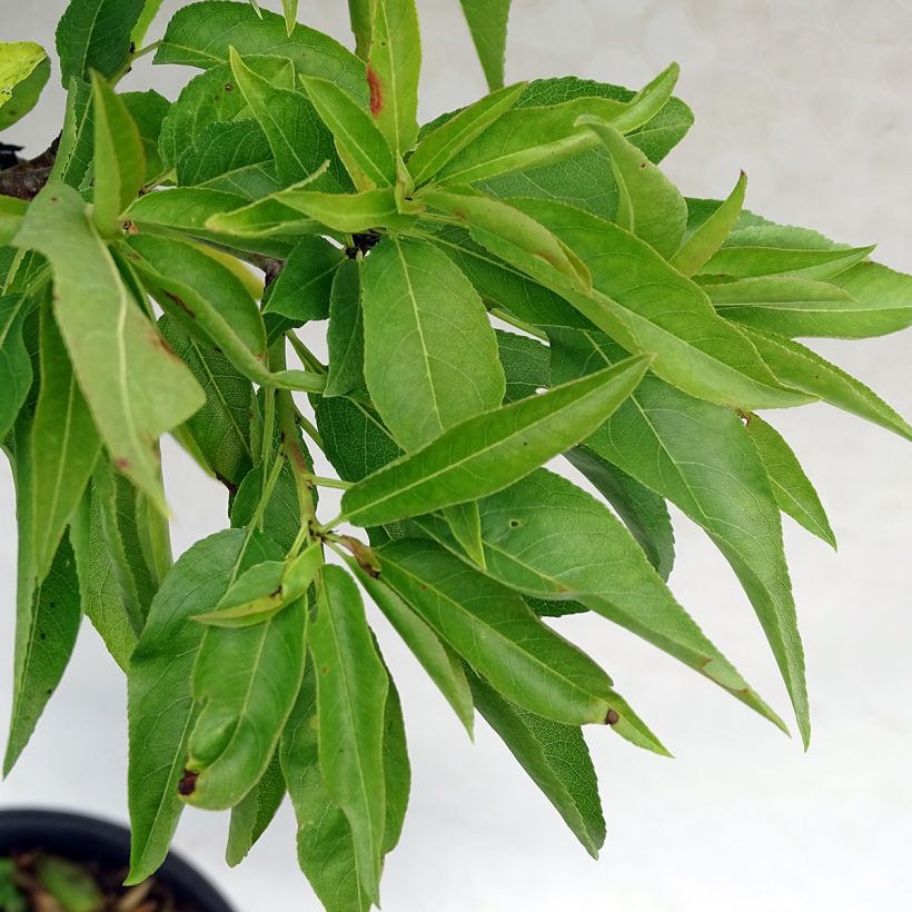 Dwarf Almond Garden Prince (Foliage)