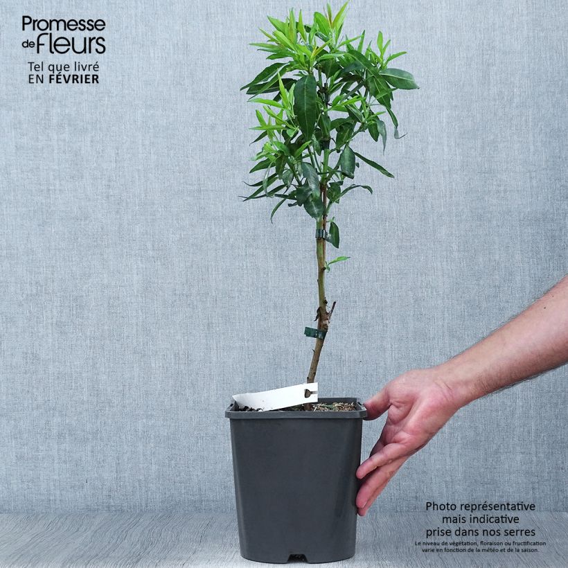 Prunus dulcis Fruit me Almond me 4L/5L pot, Dwarf sample as delivered in autumn