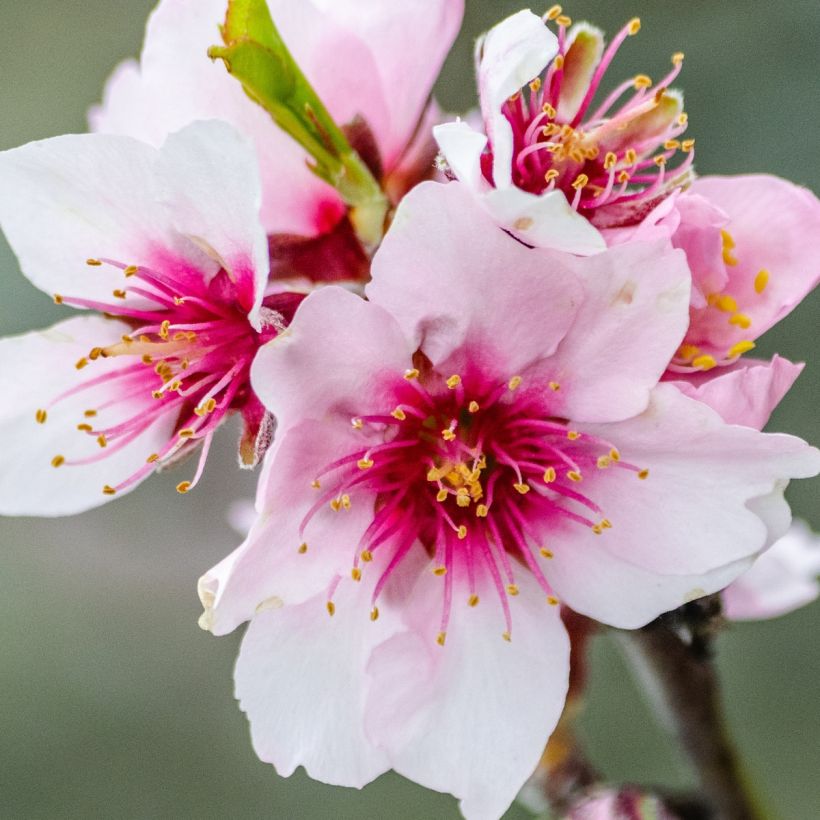 Prunus dulcis Fruit me Almond me (Flowering)