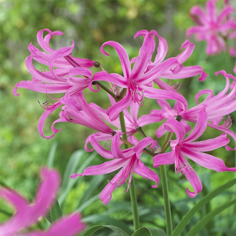 Amarine Belladiva Anastasia - Belladonna Lily (Flowering)