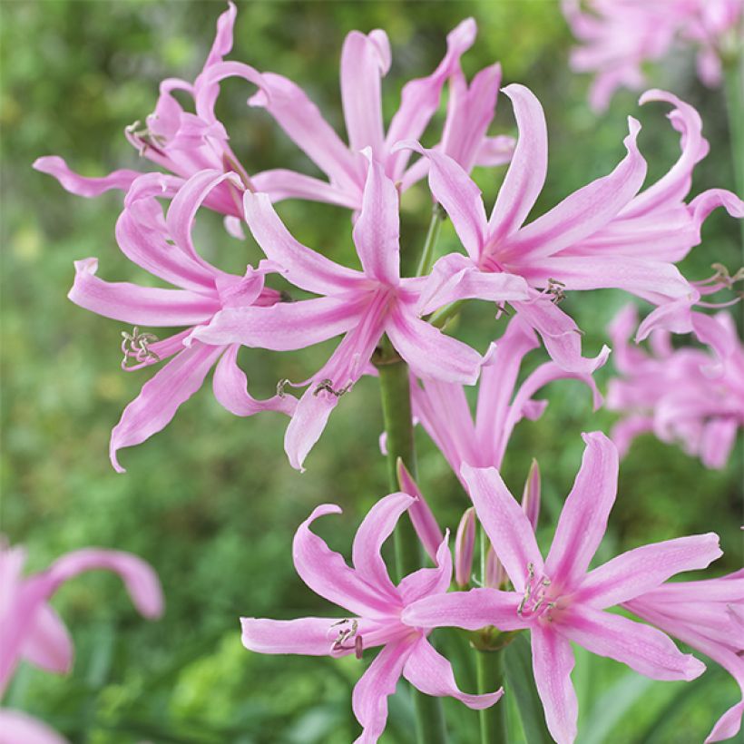 Amarine belladiva Aphrodite - Hybrid Nerine (Flowering)