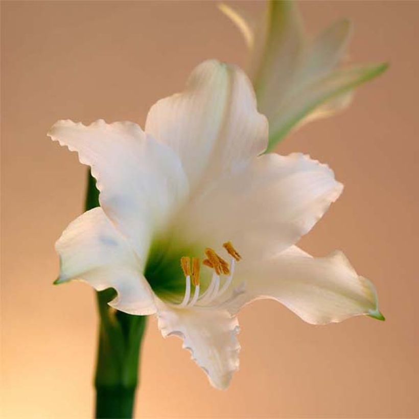 Hippeastrum Amputo - Amaryllis (Flowering)