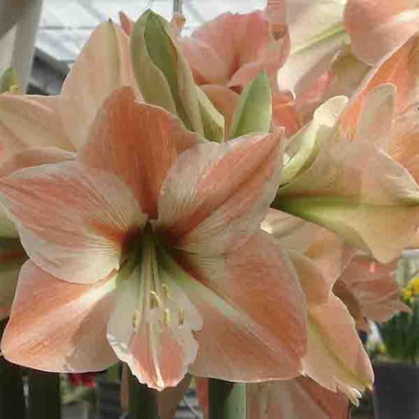 Hippeastrum Apricot Parfait - Amaryllis (Flowering)