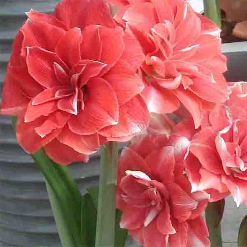 Hippeastrum Double Dream - Amaryllis (Flowering)